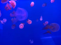 -左海海底世界