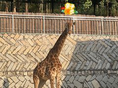 -泉州海丝野生动物世界