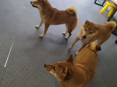 -柴源莊·柴小宠柴犬咖啡