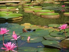 -中国科学院西双版纳热带植物园