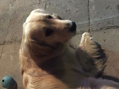 -百好乐宠物友好餐厅(朝外大街店)