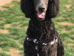 -趣玩宠物乐园寄养训犬训狗游泳池