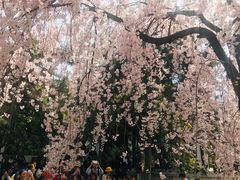 -西安青龙寺遗址景区