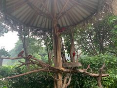 -广州长隆飞鸟乐园