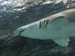 -悉尼海洋生物水族馆