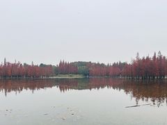 -白鹭湾湿地公园