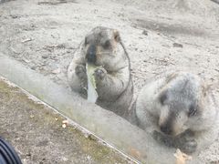 -哈尔滨北方森林动物园