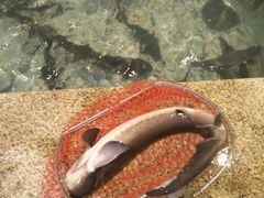 -荣德灶台鱼(圣泉寺店)