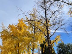 -三里屯东五街银杏大道