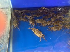 -阳澄湖大闸蟹·琼灵阁牌品牌连锁(吴中总店)