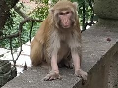 -上海佘山国家森林公园西佘山园