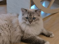 -有喵·猫咖·狗咖·30几只猫10只小狗(岗厦店)