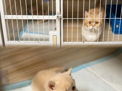 -猫宠乐园·专业洗护