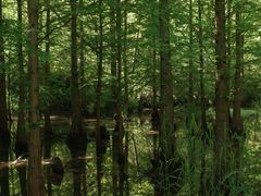 -桤木河湿地公园