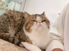 -瞄一喵猫咖(格力海岸店)