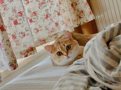 -猫大福·Fortune Cat猫舍(百子湾店)