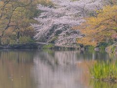 -西湖外事游船(花港观鱼码头)