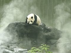 -成都动物园