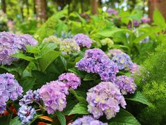 -上海滨江森林公园