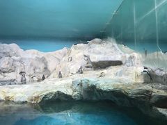 -新加坡飞禽公园