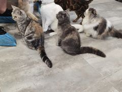 -楼上猫咖(罗湖店)