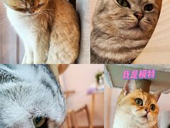 -猫咪派对(江南西店)