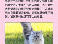 -lincat·猫舍(广州店)