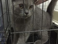 -瑞派动物医院·猫专科·至诚(江南中分院)