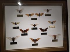 -上海昆虫博物馆