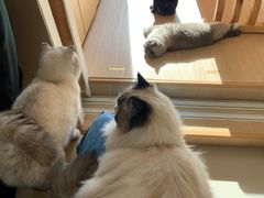 -鼓捣猫呢主题猫咖店