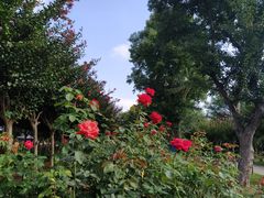 -武汉紫薇都市田园