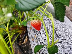 -建德果蔬乐园绪塘草莓基地