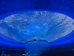 -上海海昌海洋公园