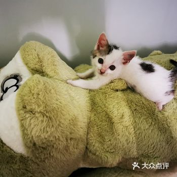 睡着的时候又贼乖，真的是个宝宝
