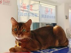 -喜多萌中农锦绣动物医院24H·猫科·牙科MRI·CT