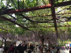 -嘉定紫藤园