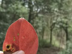 -广州白江湖森林公园