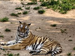 -西霞口神雕山野生动物世界