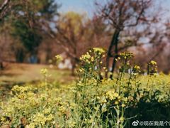 -黛秀湖公园