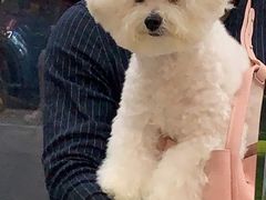 -帕帕拉兹宠物(亚洲旗舰店)