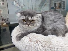 -爱洗澡的猫(天河路店)