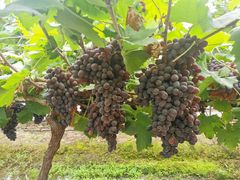 -金谷域澳洲庄园