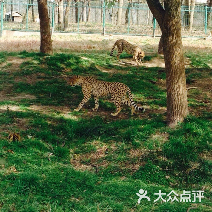 上海野生動物園圖片 - 第49681張