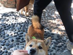 -柴犬高等学院·狗咖·柴犬售卖·宠物训练