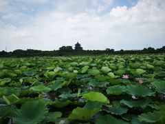 -上海海湾国家森林公园