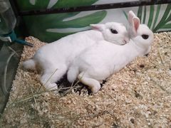 -藦茜花园宠物主题亲子互动体验馆(国顺东路店)
