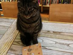 -猫的天空之城概念书店(苏州平江店)