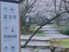 -香雪海