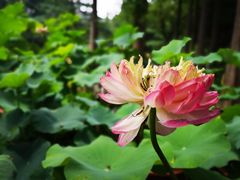 -陈家山荷花公园
