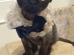 -楼上猫咖(罗湖店)